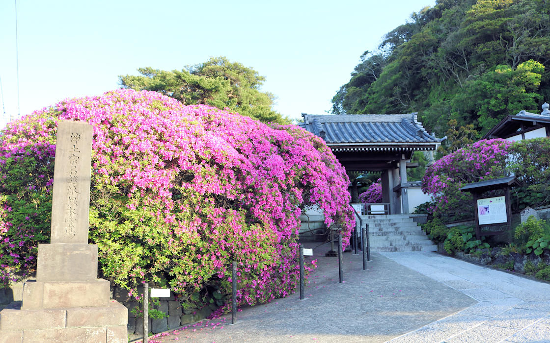 安養院のツツジ 2016_e0182674_17242888.jpg