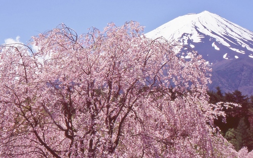 ４月の富士山：しだれ桜・深緑・茶畑_e0080375_8412760.jpg