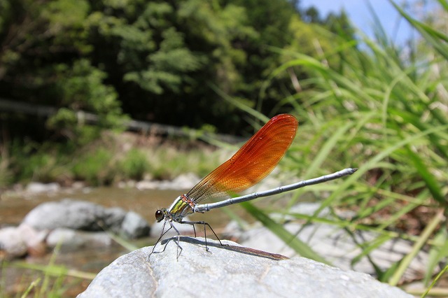 園瀬川_d0156387_2171670.jpg