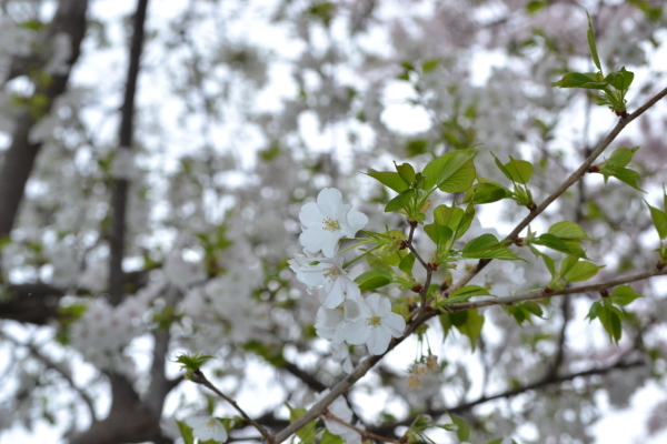 sakura　エトセトラ_e0246788_14180282.jpg