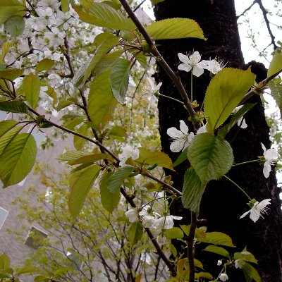 artigana-gのSAPPORO・23_b0055196_17392388.jpg