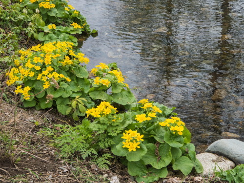 今年の営業を始めた「六花の森」では”十勝六花”が開花中!_f0276498_22580096.jpg