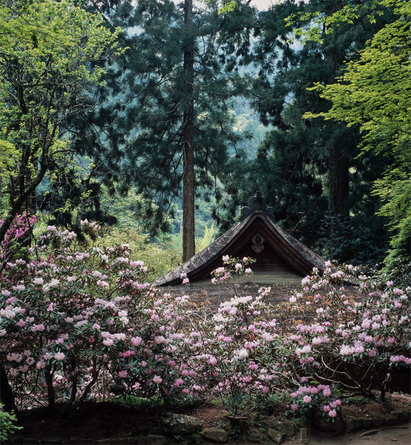 室生寺・石楠花 （2005年） (3)_b0221605_1317664.jpg