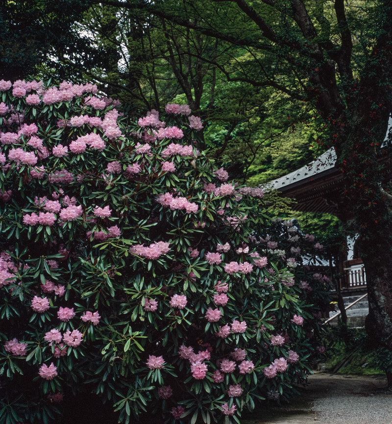 室生寺・石楠花 （2005年） (3)_b0221605_13224650.jpg