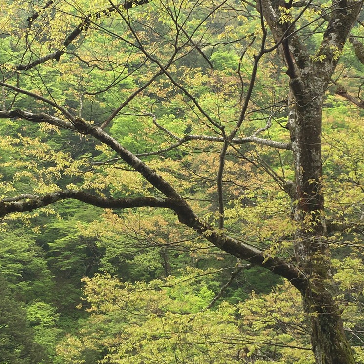 2016 GW 新緑溢れるニッポン列島を走った♪2,222km  - 中部地方編 - 　o£o =3=3=3=3=3_b0108109_13544472.jpg
