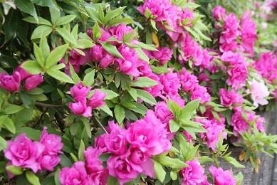 e0206820_20091562.jpg