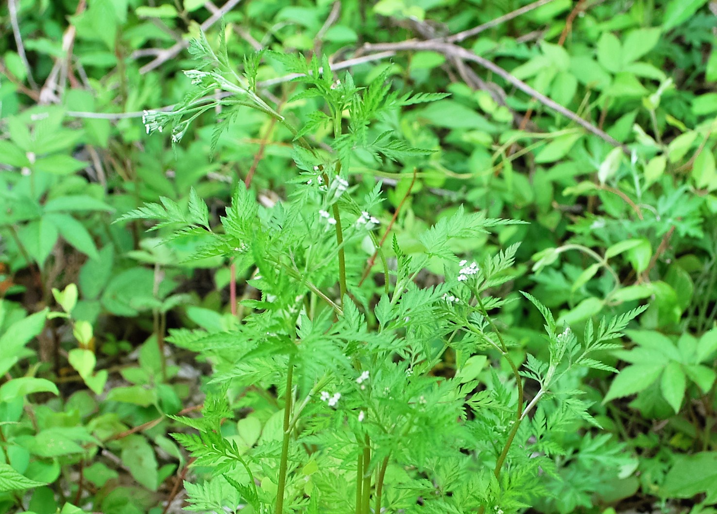 金稜辺の赤花と白花_f0176521_21593720.jpg