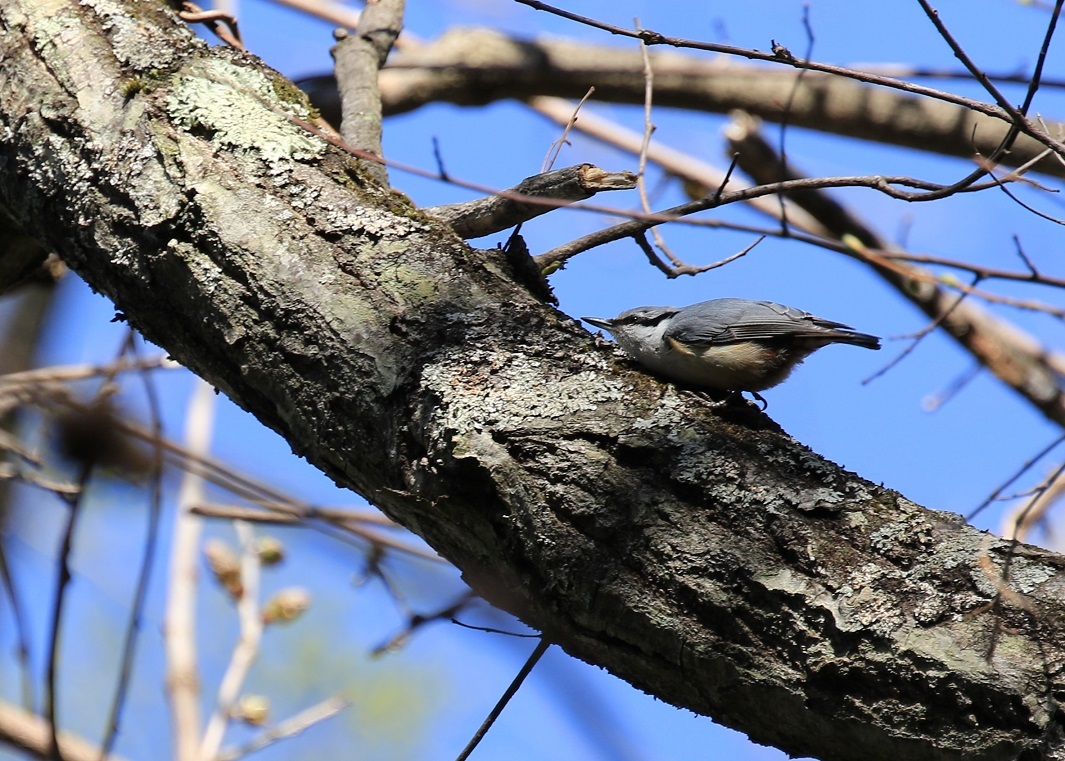 軽井沢・出会ったその他の野鳥達_a0321022_21215864.jpg