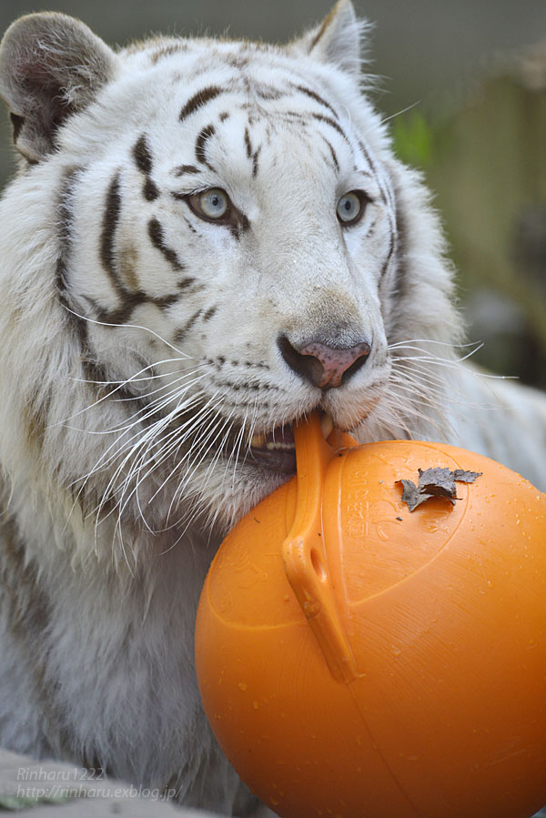 2016.5.7 宇都宮動物園☆ホワイトタイガーのアース王子【White tiger】_f0250322_20445491.jpg