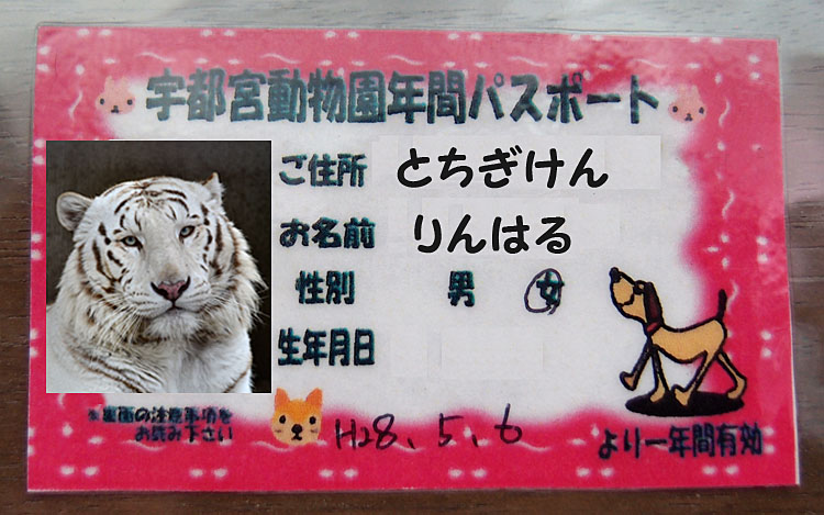 2016.5.7 宇都宮動物園☆ホワイトタイガーのアース王子【White tiger】_f0250322_2152591.jpg