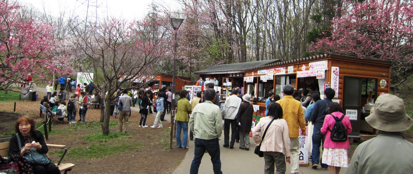 2513) 「（独）森林総合研究所北海道支所　札幌桜名所」　2016年5月6日（金） 曇り_f0126829_1011654.jpg