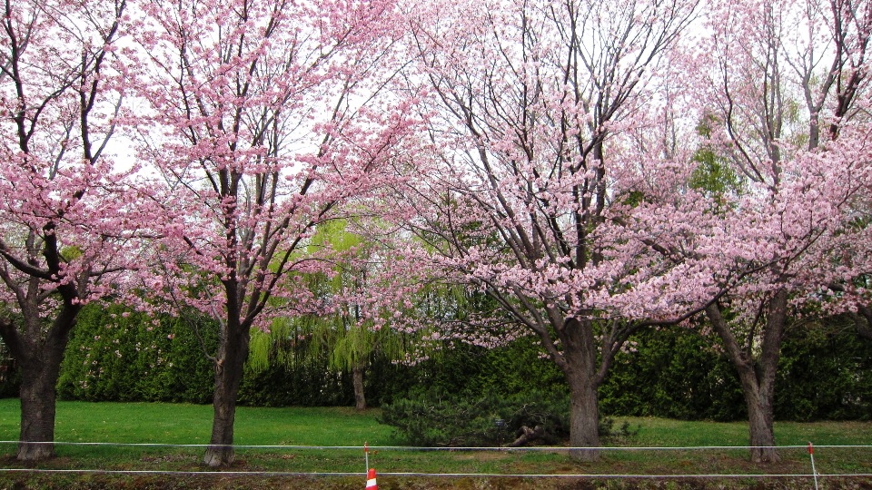 2513) 「（独）森林総合研究所北海道支所　札幌桜名所」　2016年5月6日（金） 曇り_f0126829_9142526.jpg