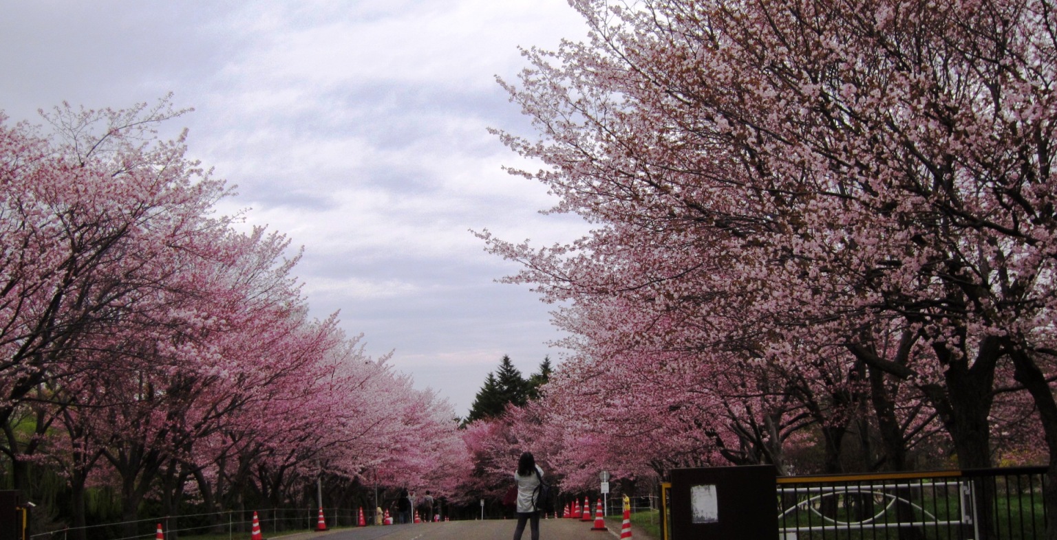 2513) 「（独）森林総合研究所北海道支所　札幌桜名所」　2016年5月6日（金） 曇り_f0126829_9153185.jpg