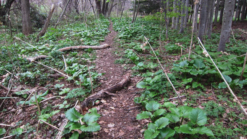 2513) 「（独）森林総合研究所北海道支所　札幌桜名所」　2016年5月6日（金） 曇り_f0126829_9284510.jpg
