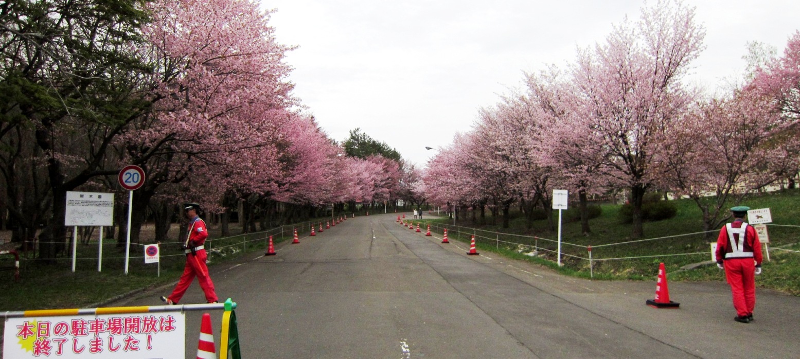 2513) 「（独）森林総合研究所北海道支所　札幌桜名所」　2016年5月6日（金） 曇り_f0126829_94302.jpg