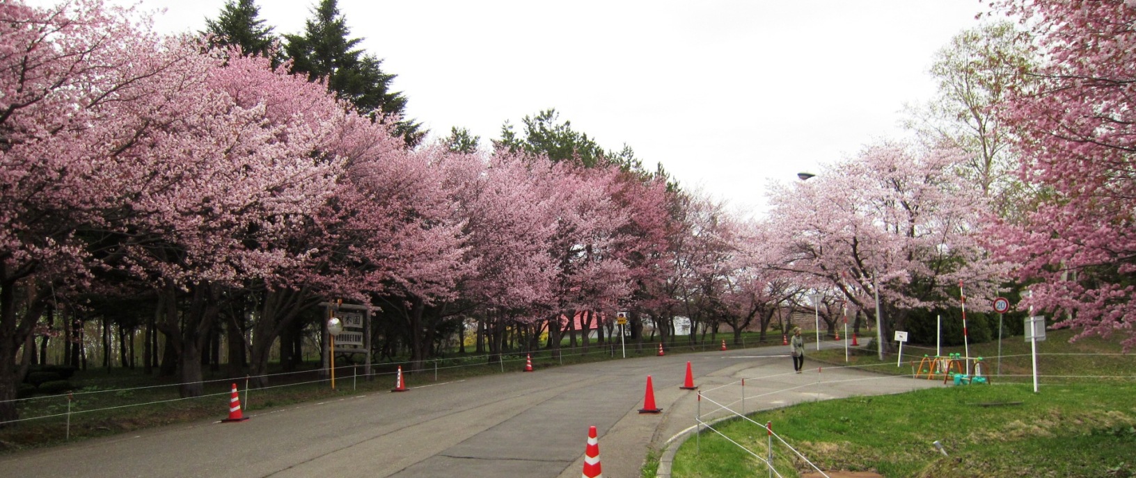 2513) 「（独）森林総合研究所北海道支所　札幌桜名所」　2016年5月6日（金） 曇り_f0126829_945042.jpg