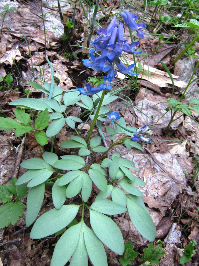 2513) 「（独）森林総合研究所北海道支所　札幌桜名所」　2016年5月6日（金） 曇り_f0126829_949745.jpg