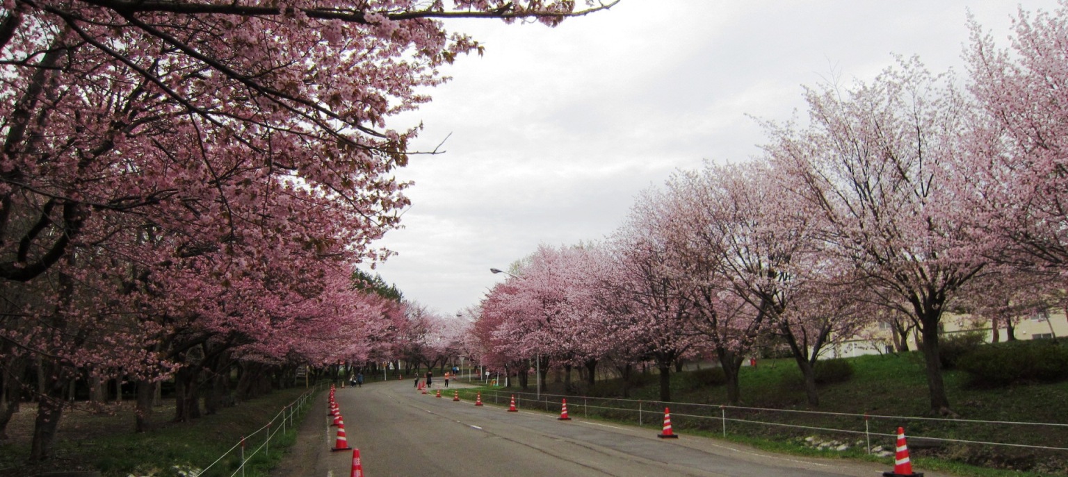 2513) 「（独）森林総合研究所北海道支所　札幌桜名所」　2016年5月6日（金） 曇り_f0126829_9564295.jpg