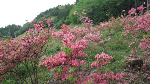 2016.05.05　矢祭山_e0202031_2241438.jpg