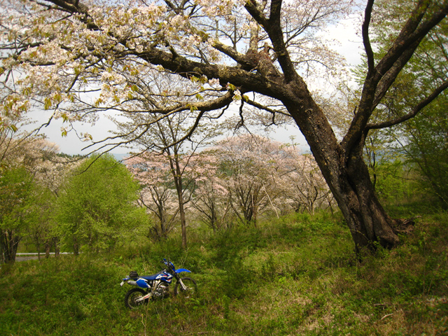 新緑の南いわき林道ツーリング　（WR250F）_f0126932_20303334.jpg