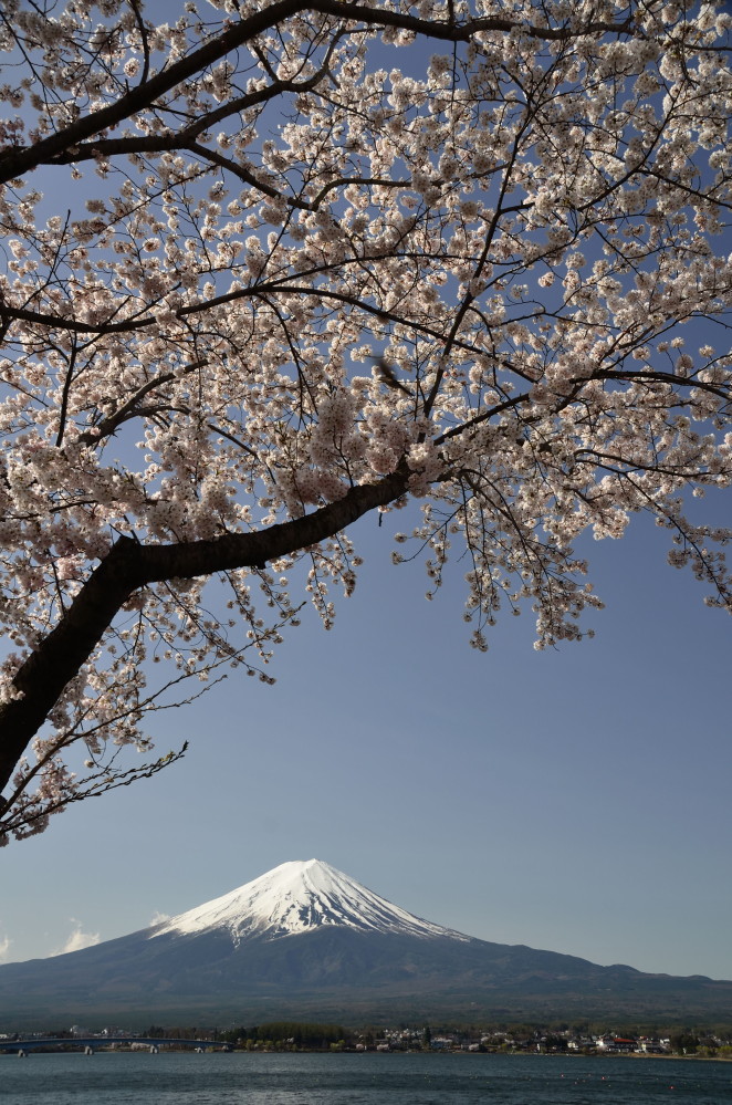 河口湖畔桜繚乱_a0287533_2328287.jpg