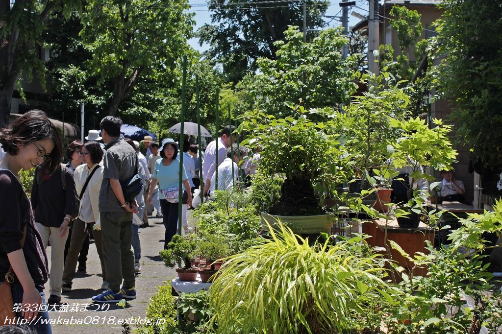 大宮の第33回大盆栽まつりに出かけました(*^_^*)_e0052135_21133027.jpg