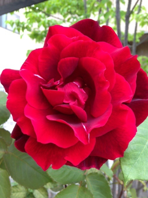a0116439_19580157.jpg