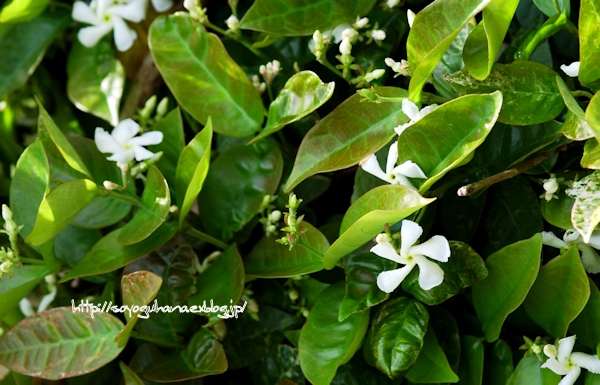 ハツユキカズラの花 花と風の薫り