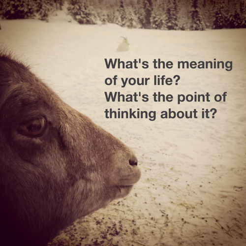 What\'s the meaning of your life? _c0060143_02425862.jpg
