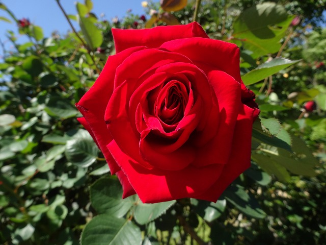 伊豆旅行1・2日目ワンパラ&バガテル公園_e0195743_2103355.jpg