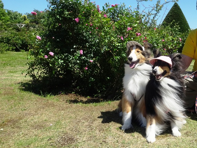 伊豆旅行1･2日目ワンパラ＆バガテル公園_e0195743_295334.jpg