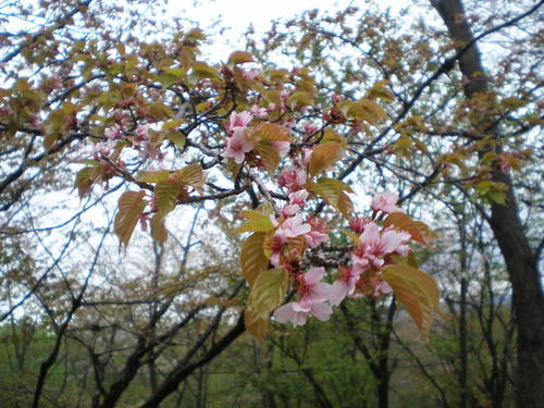 山桜3_b0365347_22162865.jpg