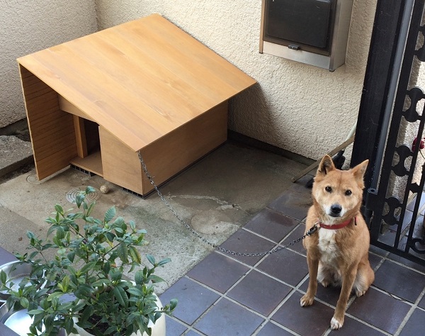 わざわ座　犬小屋試作_c0019551_1403877.jpg