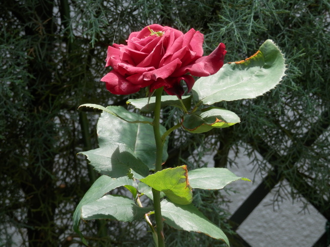 e0288951_15281297.jpg