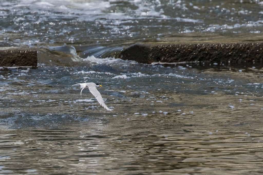 水面を飛ぶコアジサシ_f0044056_09033160.jpg