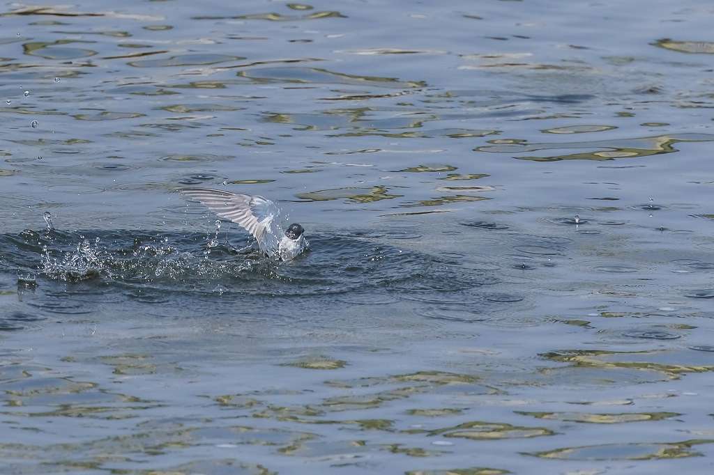 水面を飛ぶコアジサシ_f0044056_09041869.jpg