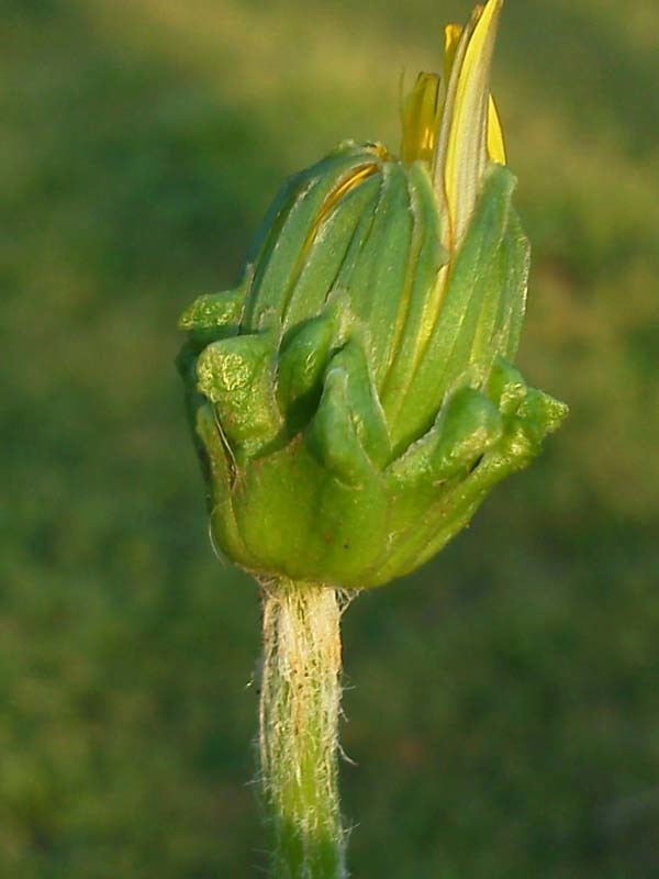 九華「翆桃咲き無名」　　　　　　　　　　　　　　　　　　　　No.1686_d0103457_00030409.jpg