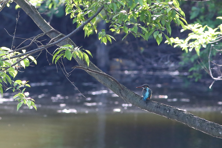 5月７日の水元公園の野鳥・カワセミ/コアジサシ_d0350160_1829837.jpg