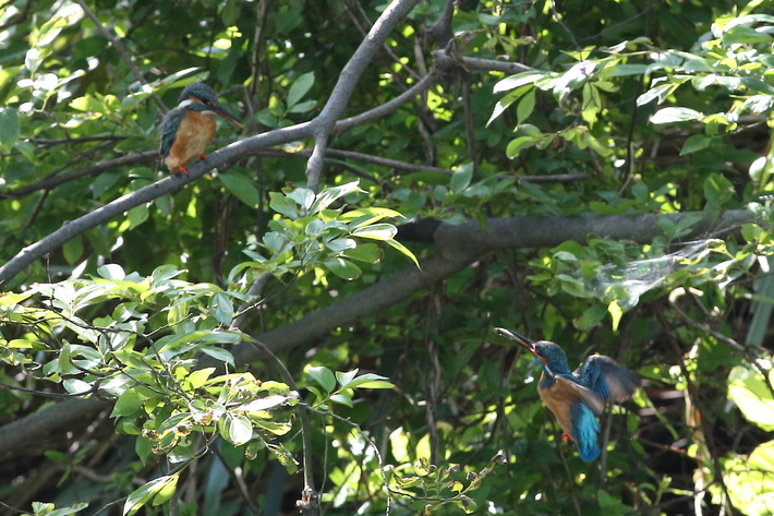 5月７日の水元公園の野鳥・カワセミ/コアジサシ_d0350160_18334855.jpg