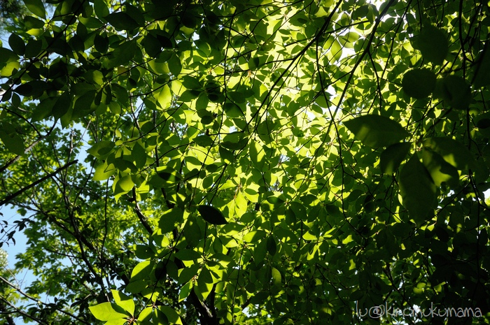 c0246261_17572565.jpg