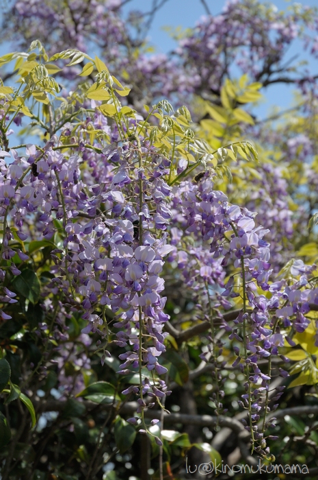 c0246261_2033056.jpg