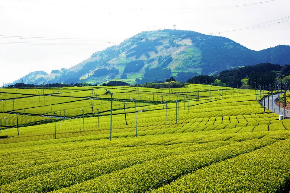 掛川市　【お茶畑】_e0347862_22330816.jpg