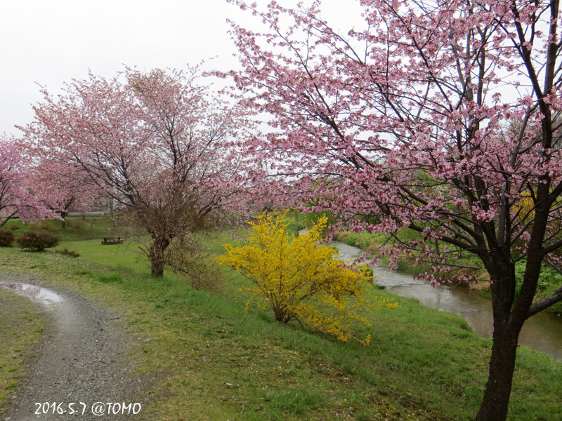 桜満開…小雨です_f0067179_12512574.jpg