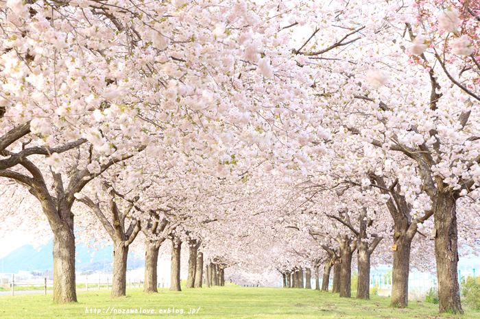 小布施の千曲川ふれあい公園の桜並木 野沢温泉とその周辺いろいろ