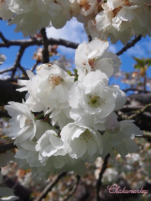 Kew Gardensの満開の桜_f0238789_2355219.jpg