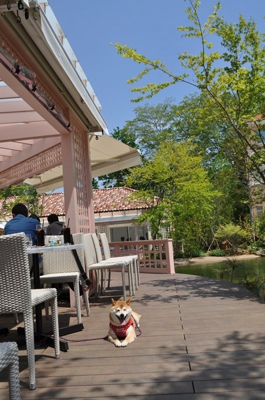 小谷流の里 ドギーズアイランド_a0126590_00314210.jpg