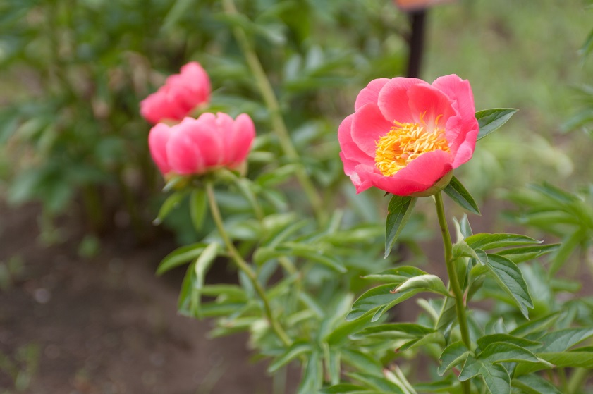  シャクヤク　神代植物公園_c0228194_9313464.jpg