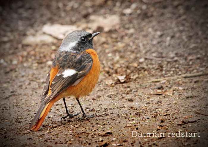 ジョウビタキ：Daurian redstart_b0249597_73137100.jpg