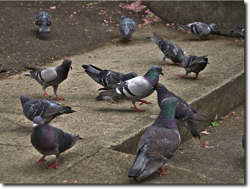 公園でカメラと遊ぶ・・４月_c0124497_14252759.jpg