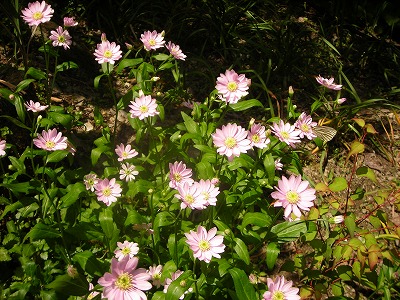 釜炒り茶（旧池川町）_f0308898_2024074.jpg